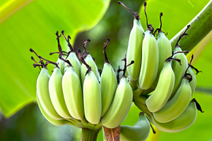 Culture de bananes